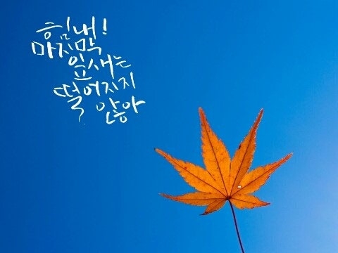 마지막잎새.jpg